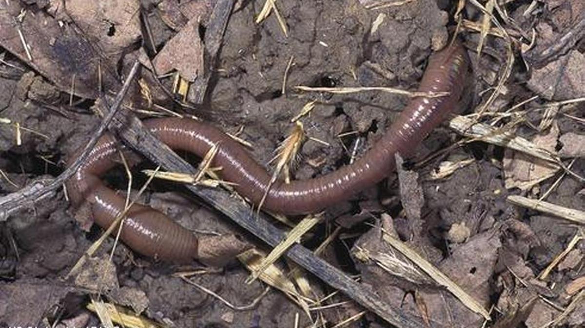 Adult earthworms are partners in creating healthy soil.