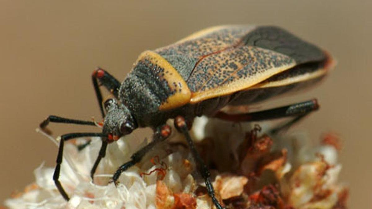 A bordered plant bug