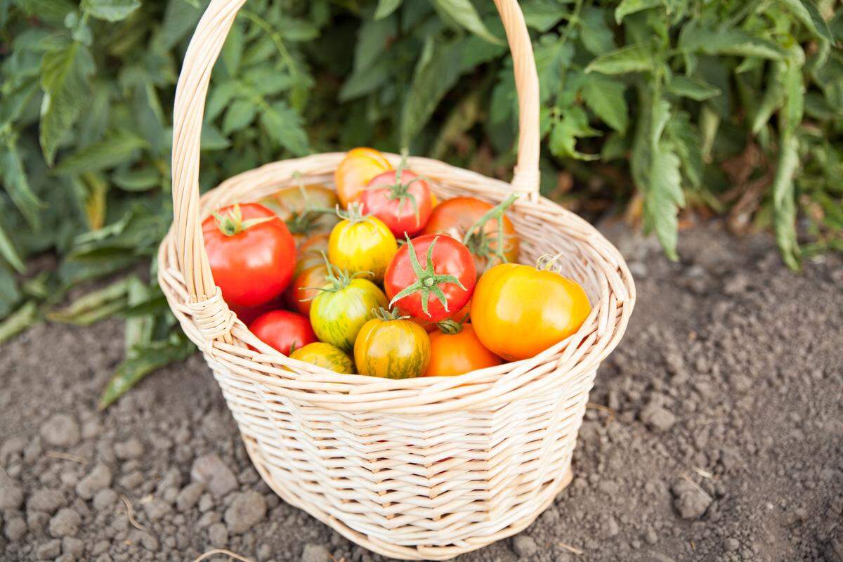 Jack Creek Farms in Templeton grows more than 80 heirloom varieties of tomatoes.