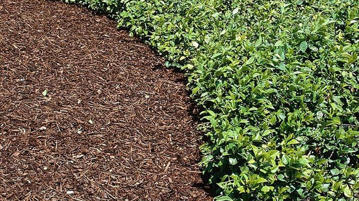 Mulch can improve the health and appearance of your plants.