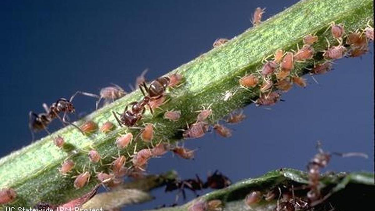 These ants are feeding on honeydew.