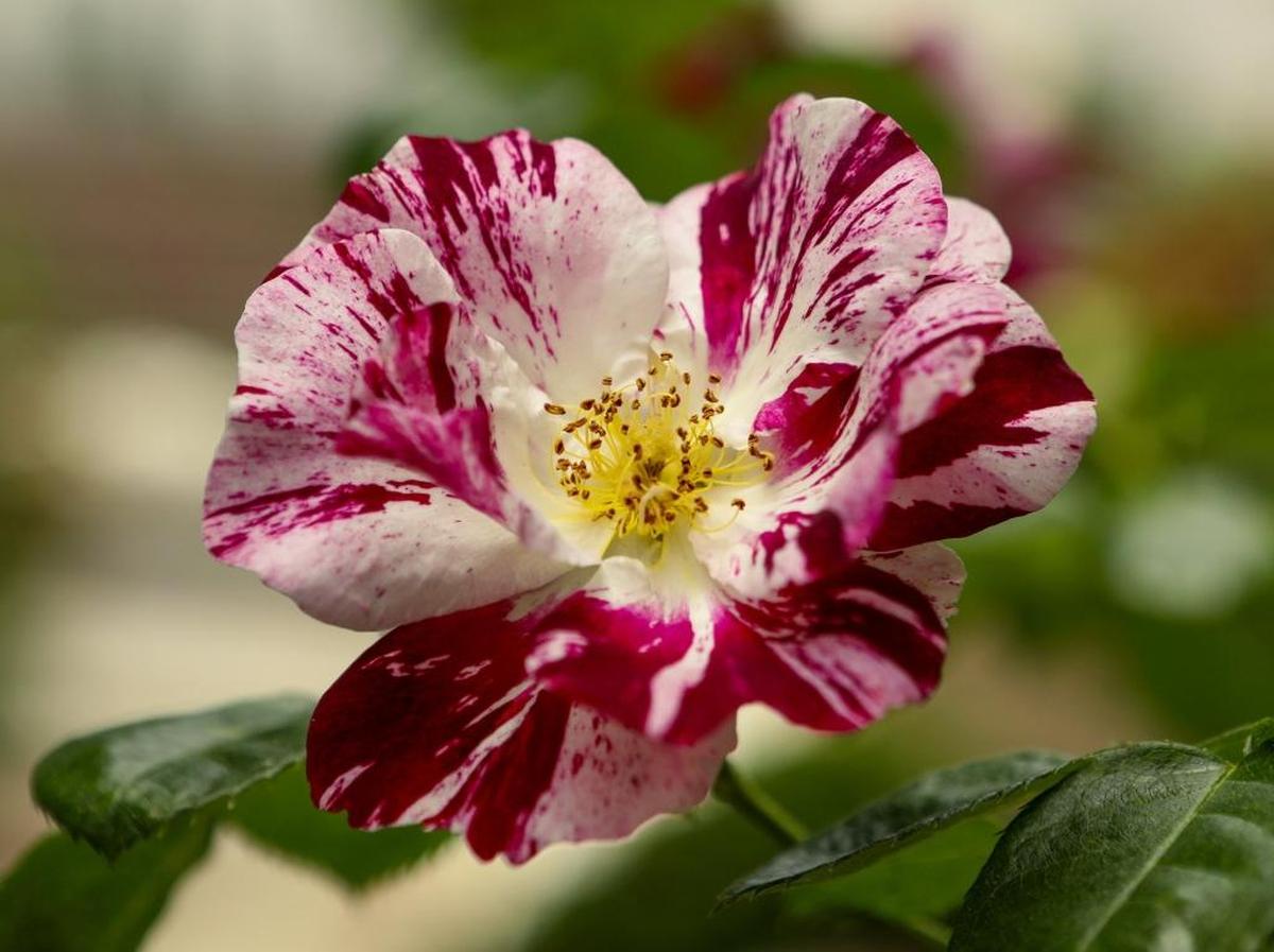 Red and pink striped roses in Zafar and Pat Iqbal’s San Luis Obispo garden