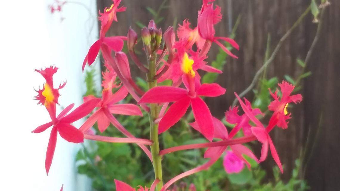 Love orchids? This butterfly-friendly plant is perfect for beginners