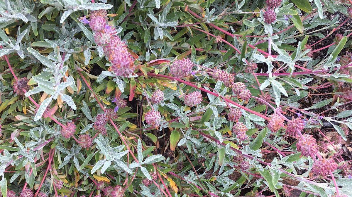 Grey sage, a California native plant, has abundant, fragrant purple flowers that are visited by bees, hummingbirds and butterflies.