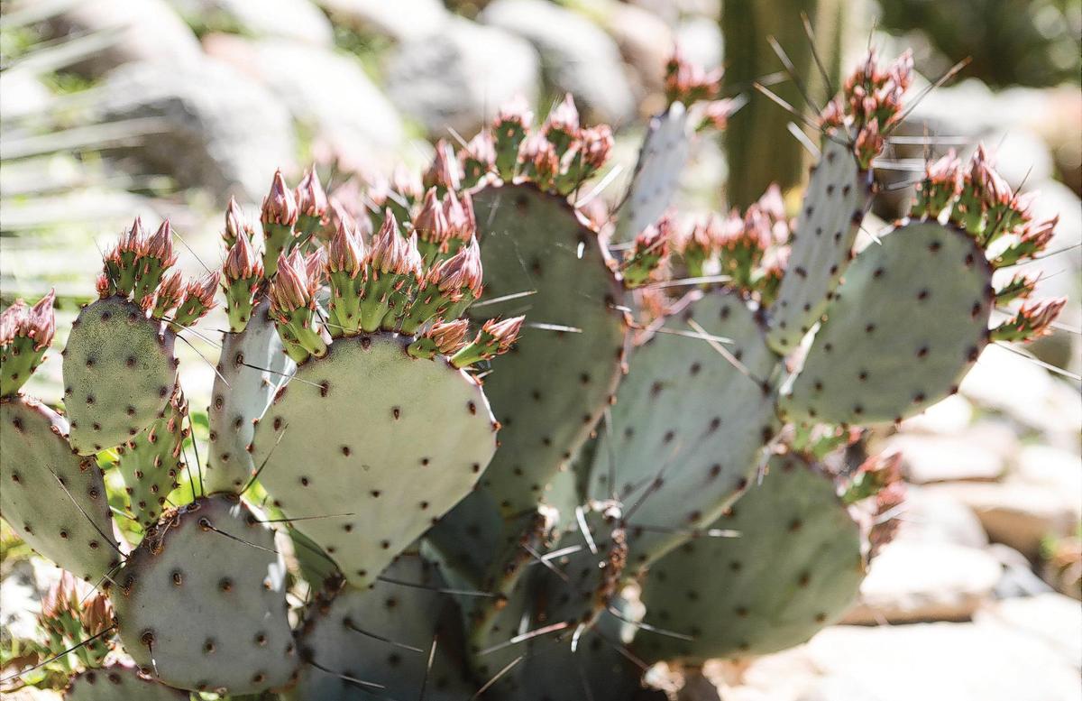 Opuntia santarita, or Santa Rita prickly pear, has blue-grey, round paddles.