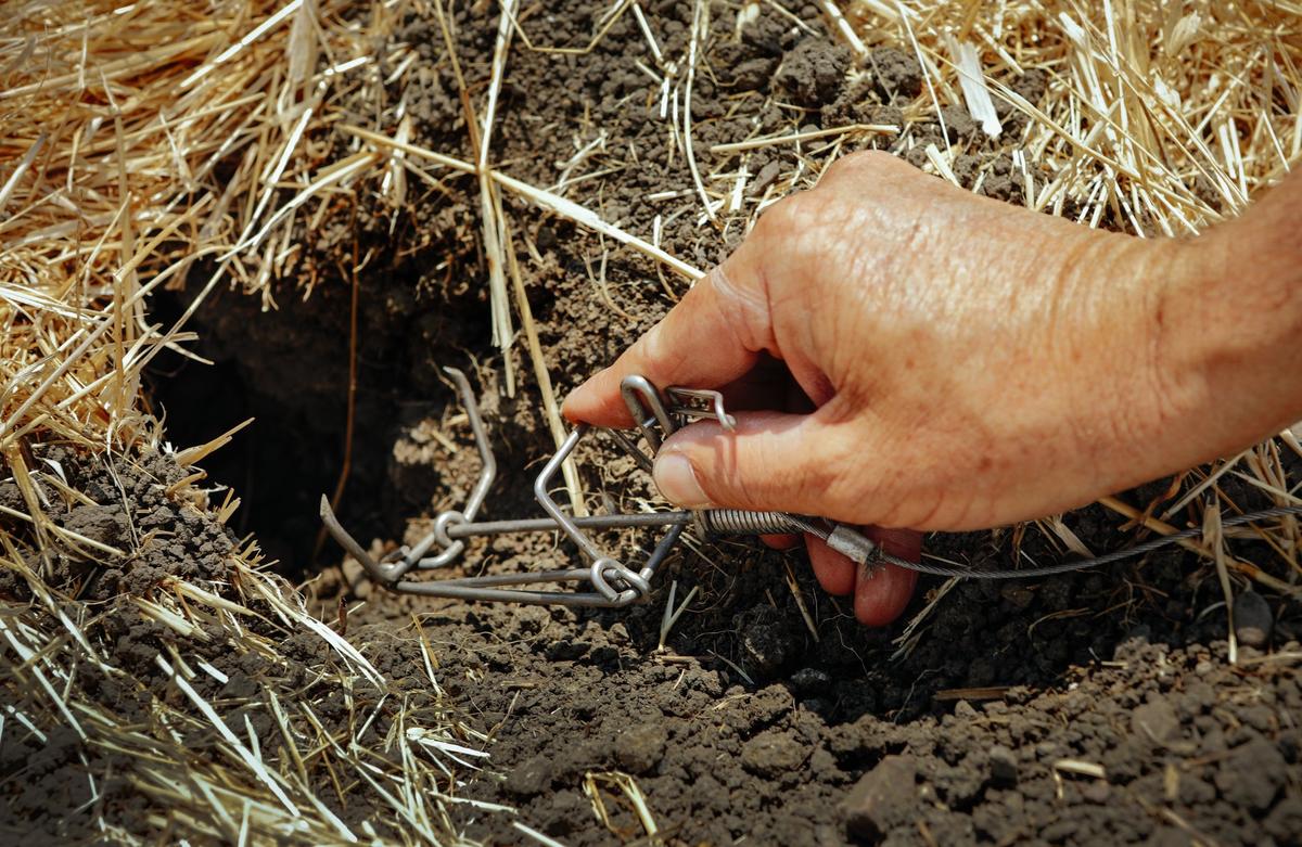Ray Festa, UCCE Master Gardener, demonstrates how to place a trapline gopher trap in a gopher hole.