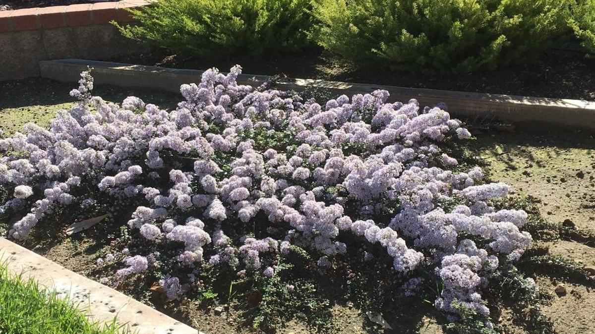Point Cierra (Ceanothus maritimus)