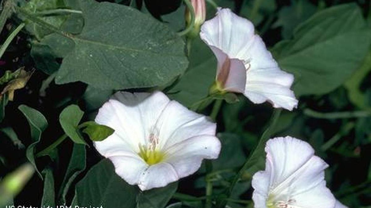 Field bindweed can wrap its stems around plants and kill them.