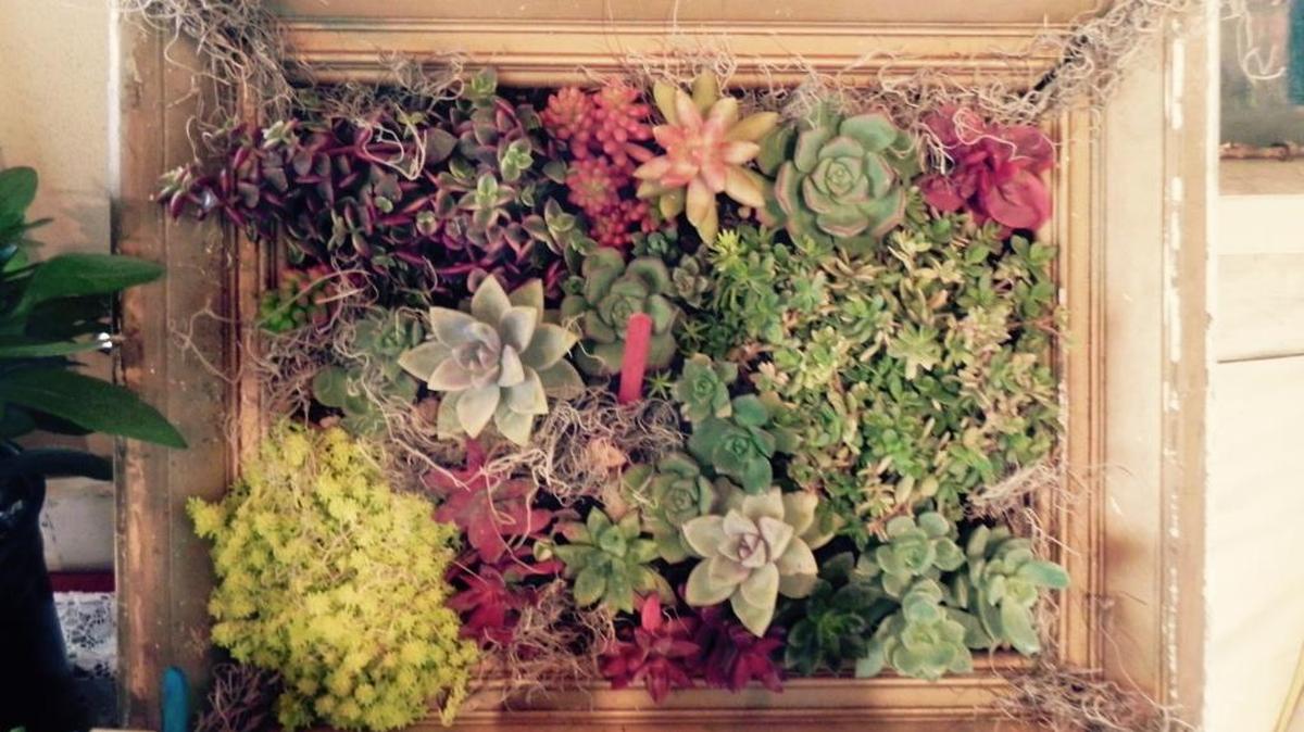 A succulent wall hanging