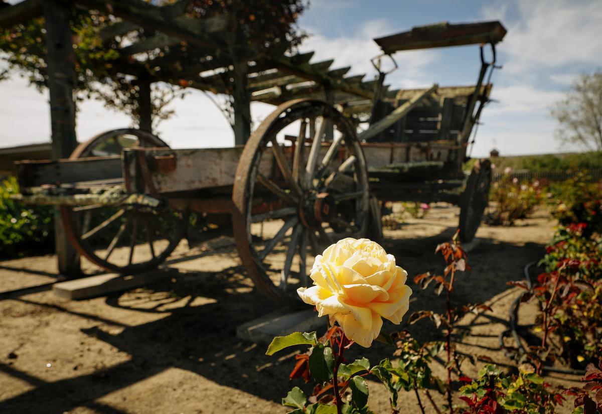 A old hay wagon stands in the middle of the massive rose bed in Gloria Fiscalini’s Cambria garden