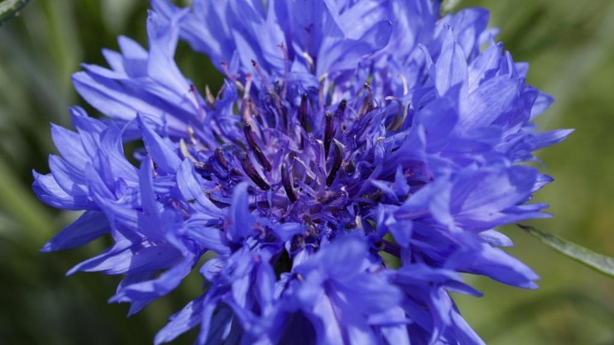This cornflower is among the wildflowers blooming in Henry Hilgert’s half-acre garden at his Garden Farms home north of Santa Margarita. It is a huge pollinator garden.