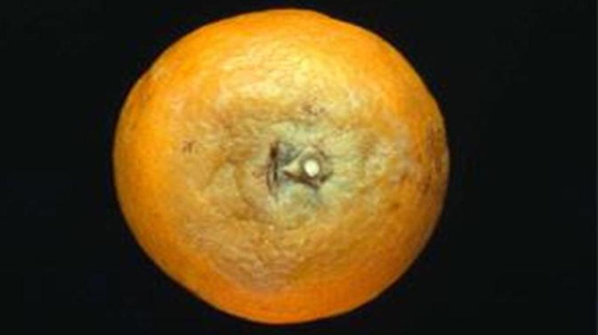 Brown rot on citrus.