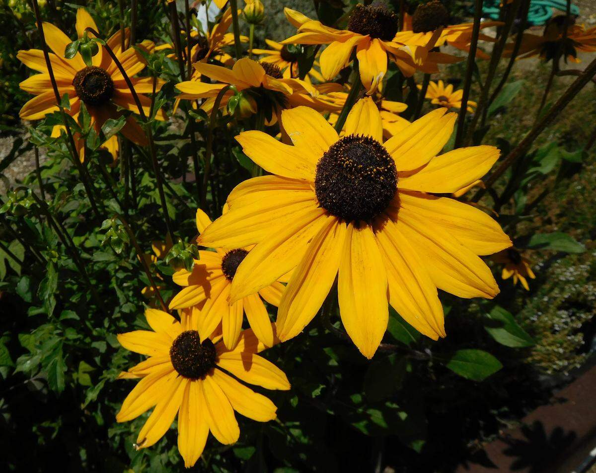 Love plants? The UCCE Master Gardener program of San Luis Obispo County is accepting applications for its 2019 training class.