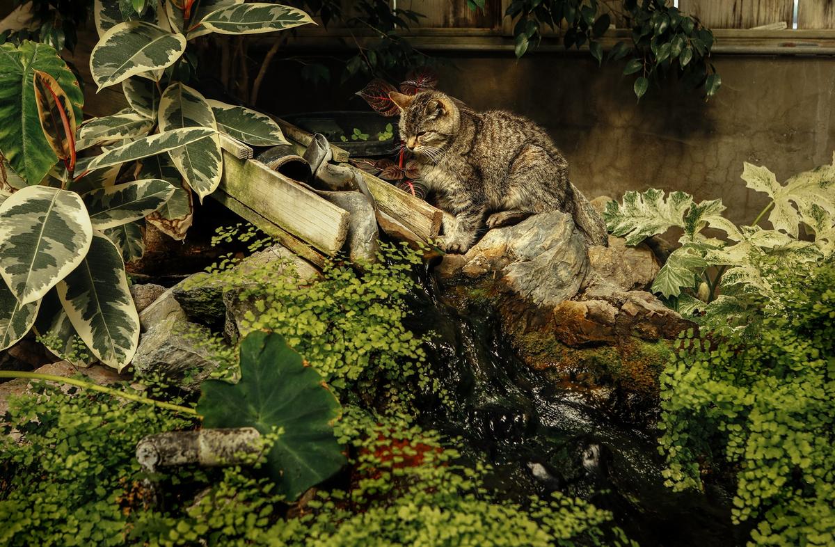 A cat observes the fish swimming in the fish pond in Gloria Fiscalini’s Cambria garden.