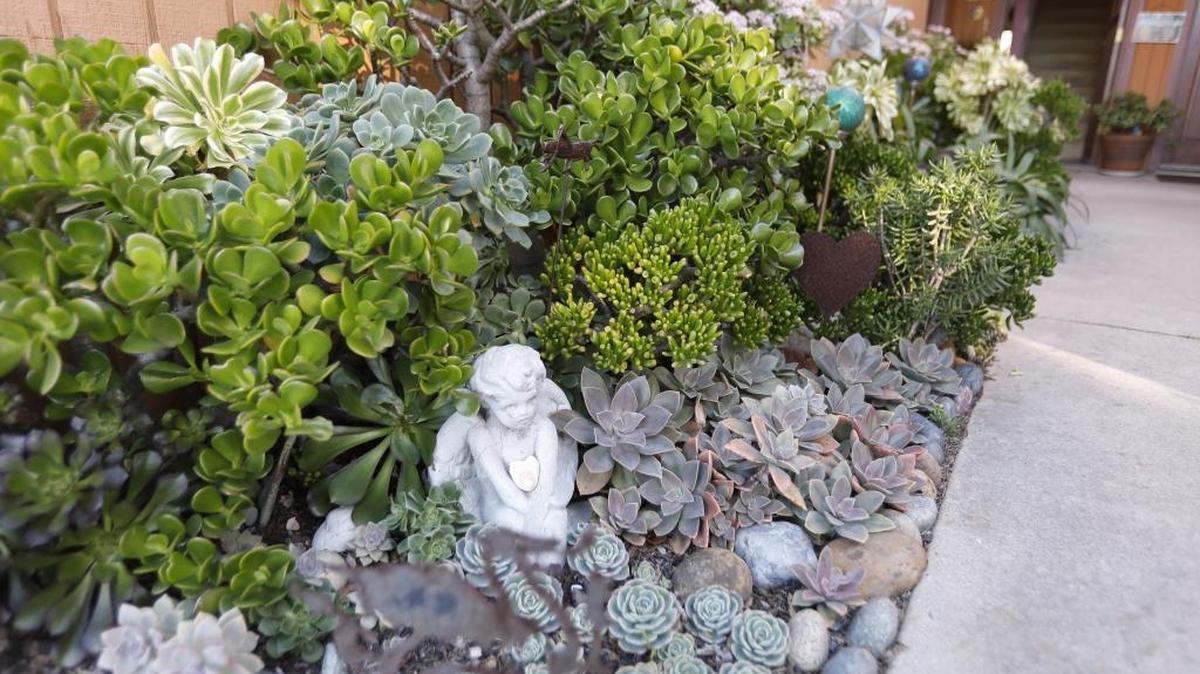 A small angel statue peeks out from the succulents planted beside the front walkway of Ann Hodges’ Los Osos home.