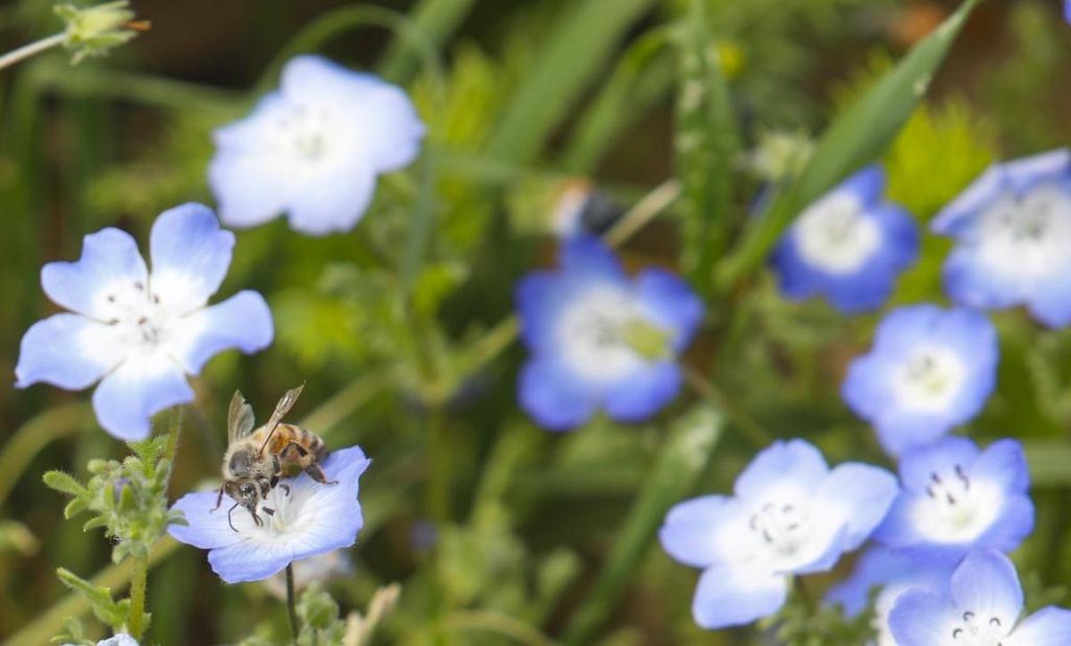 Baby blue eyes are among the wildflowers blooming in Henry Hilgert’s half-acre garden at his Garden Farms home north of Santa Margarita.
