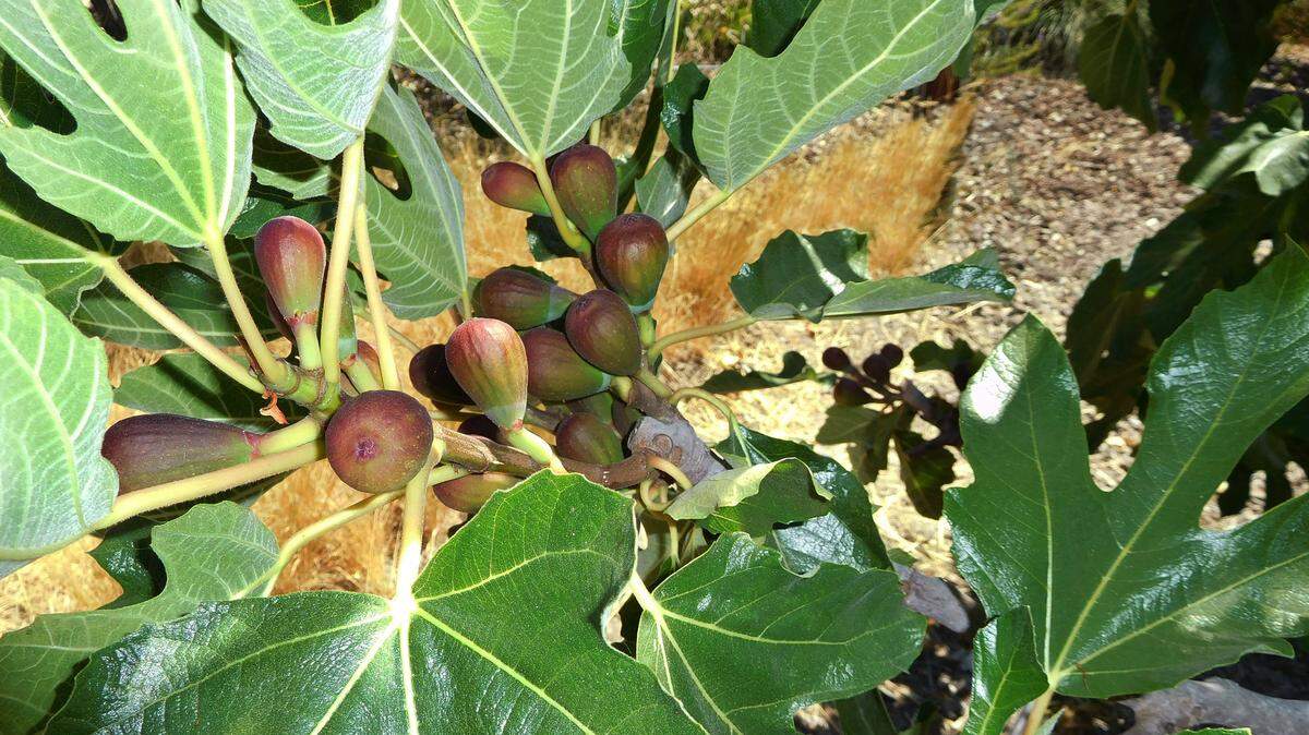Dwarf fig trees produce sweet fruit twice a year on average.