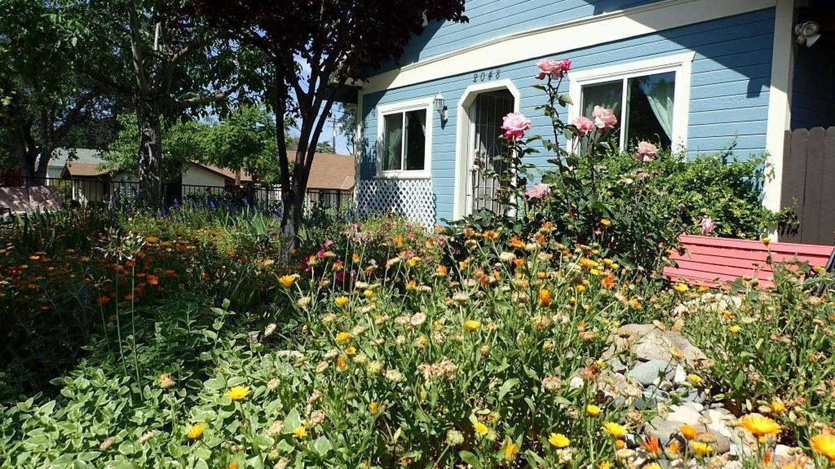 An explosion of color greets passersby every spring at DeLisa Harris’ yard in Paso Robles.