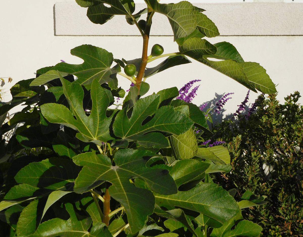 Dwarf fig trees do not need pollinating and are not particular about soil.