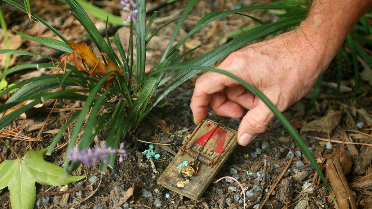 Jim Wirkner sets a baited trap next to a hole left by voles in his backyard in Yorktown, Virginia. Trapping can be an effective way of dealing with rodents.