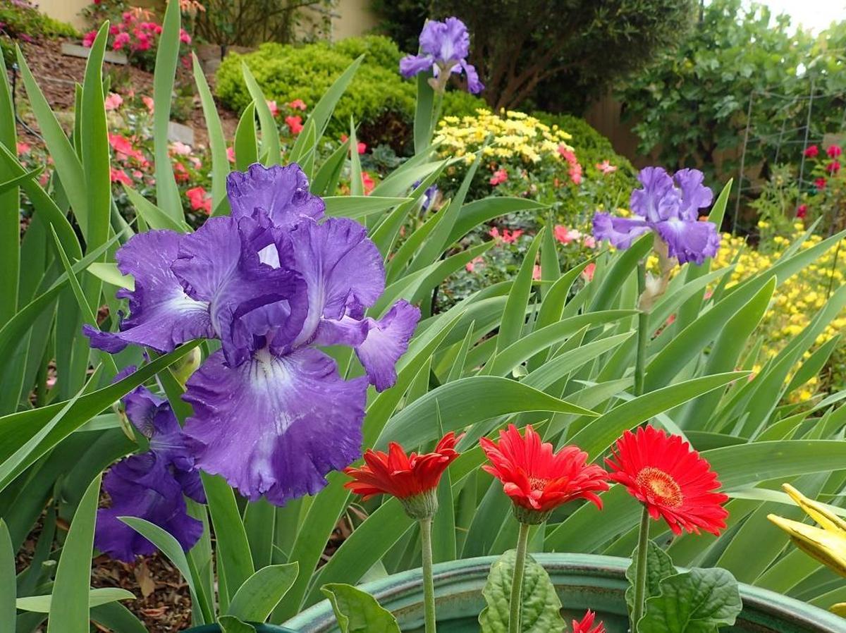 Purple irises and red gerbera daisies are among the flowers in Hadi and Charlotte Zalzalah’s Paso Robles garden.