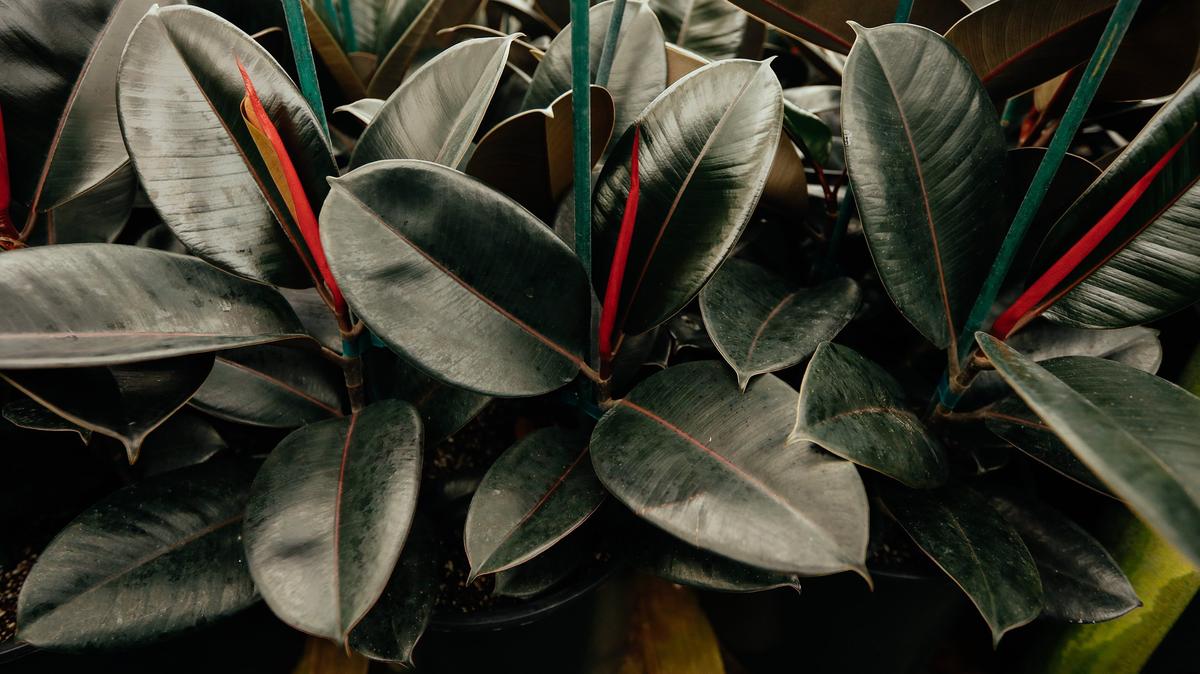 The burgundy rubber plant tolerates low light and fairly dry soils, especially in winter.