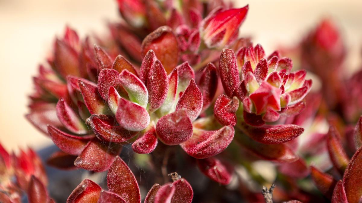 This red echeveria hybrid can be found in Bill Findley's Arroyo Grande garden.