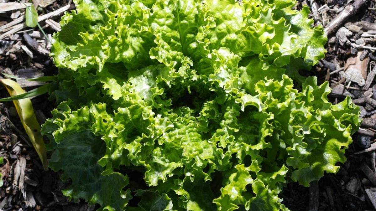 Leaf lettuce