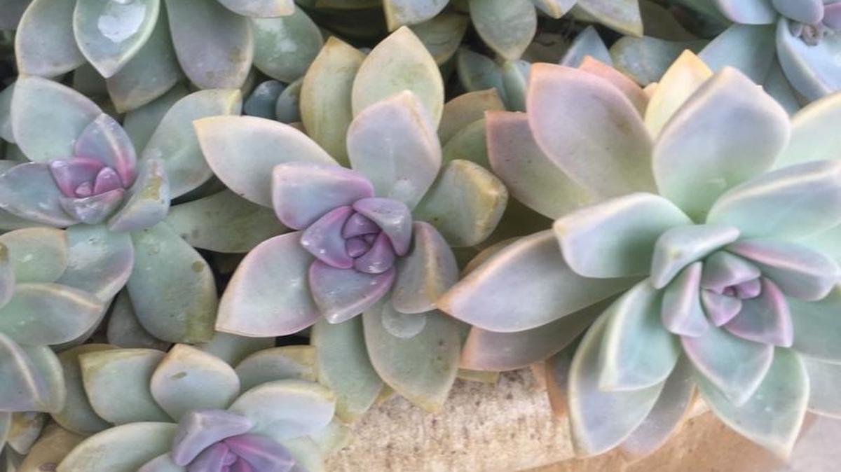 This flower-shaped succulent is called a Graptopetalum.
