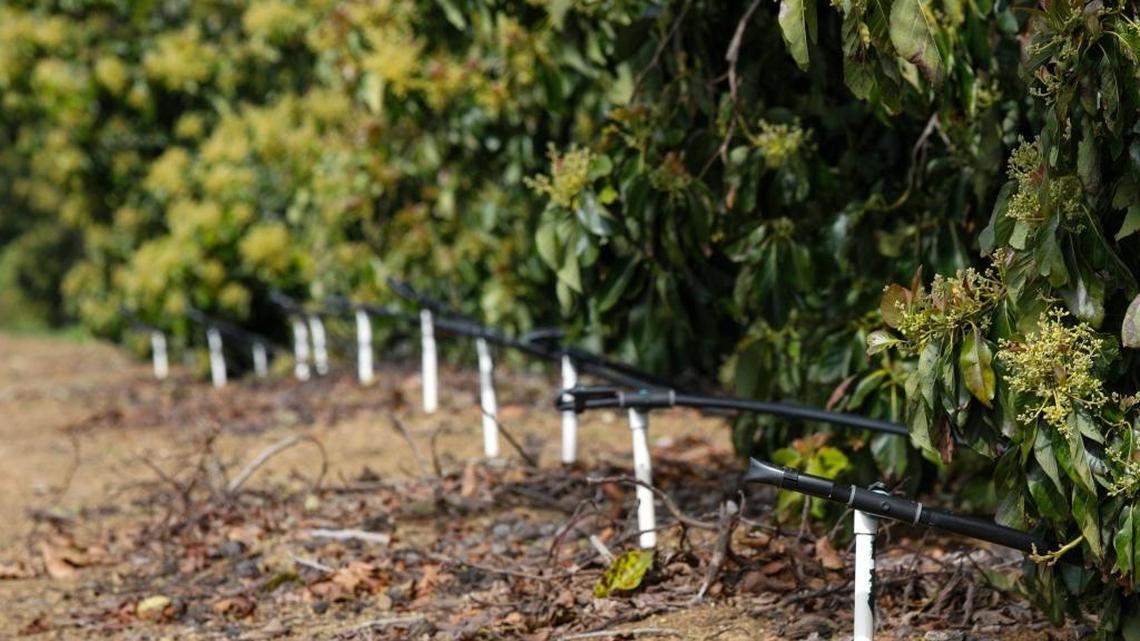 What’s the best way to water your yard?