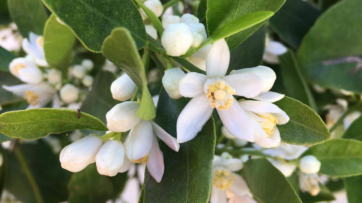 Dancy mandarin trees produce fragrant white flowers that transform into deep orange, flavorful fruit.