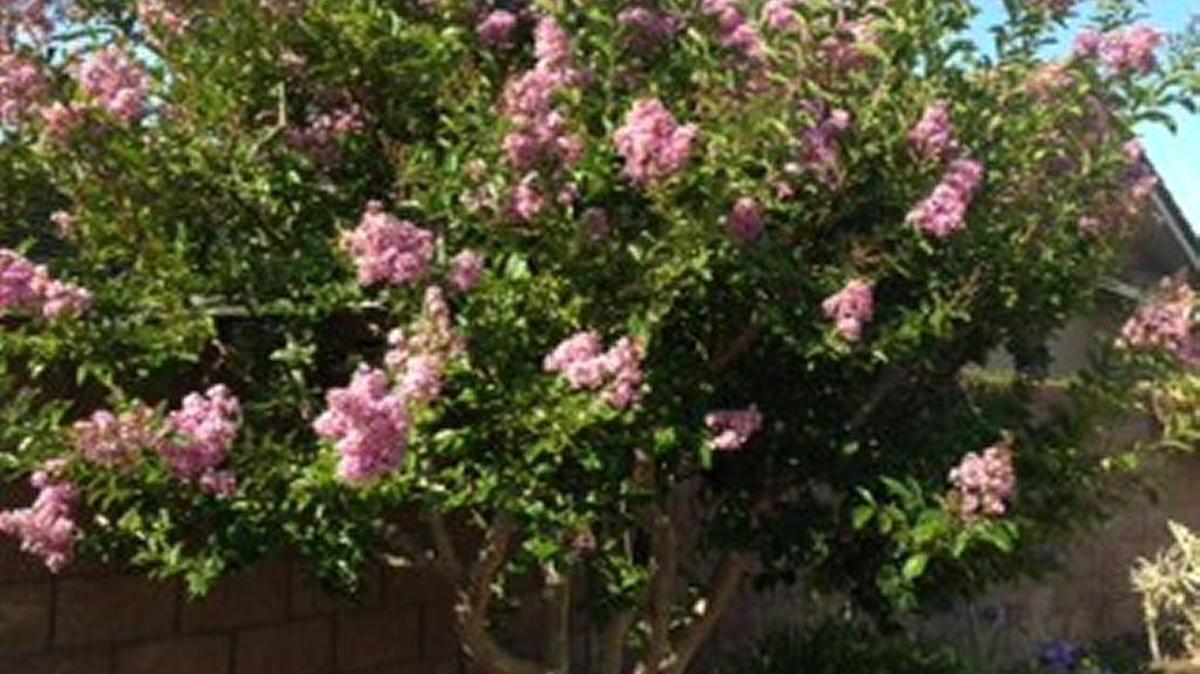 A Crape Myrtle