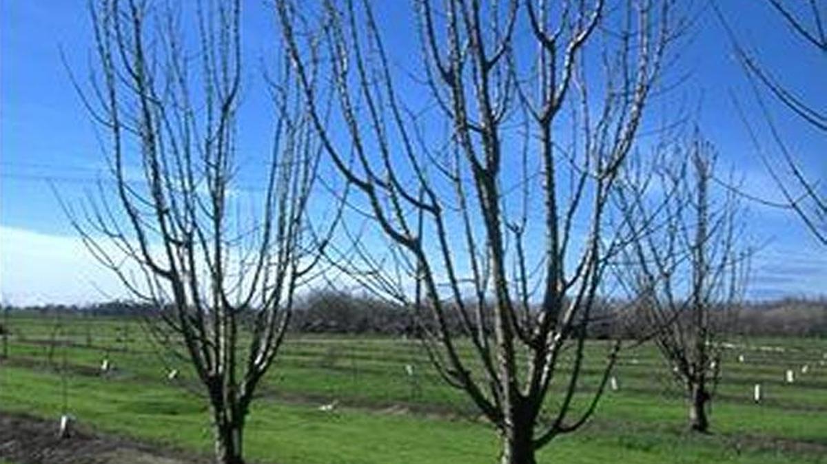 The dormant period is a good time to treat trees.