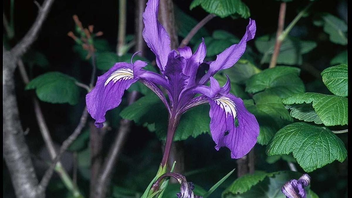 A native Douglas Iris.