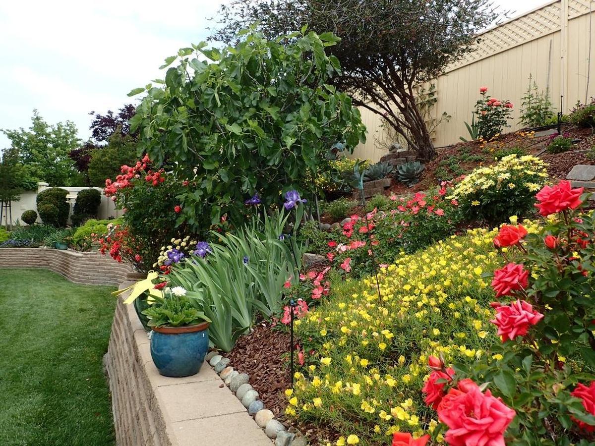 A fig tree shares space with yellow Texas primrose and purple irises in Hadi and Charlotte Zalzalah’s hillside garden in Paso Robles.