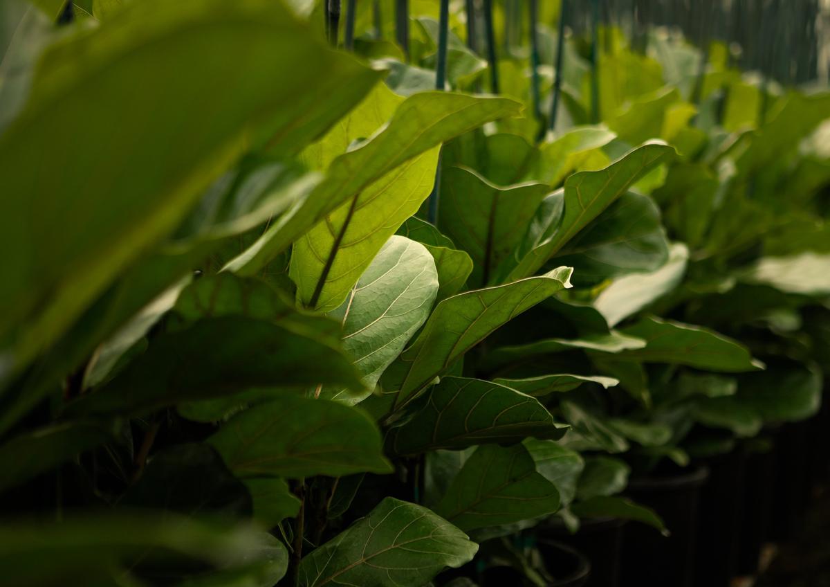 The fiddle-leaf fig plant is popular with houseplant fans, who love its huge, violin-shaped leaves and easy care requirements.