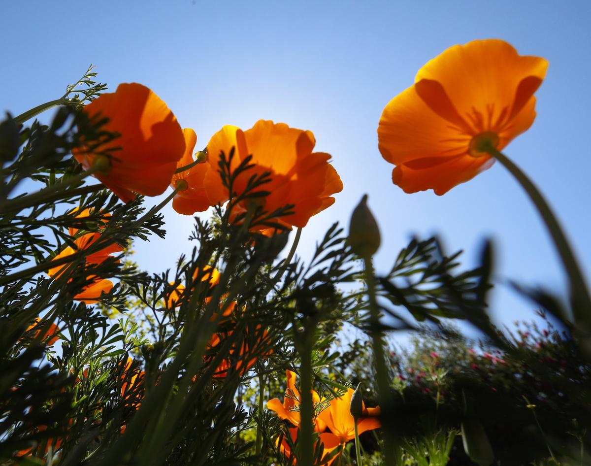 California poppies reach for the sun in Cathy Van Orman’s Atascadero garden.