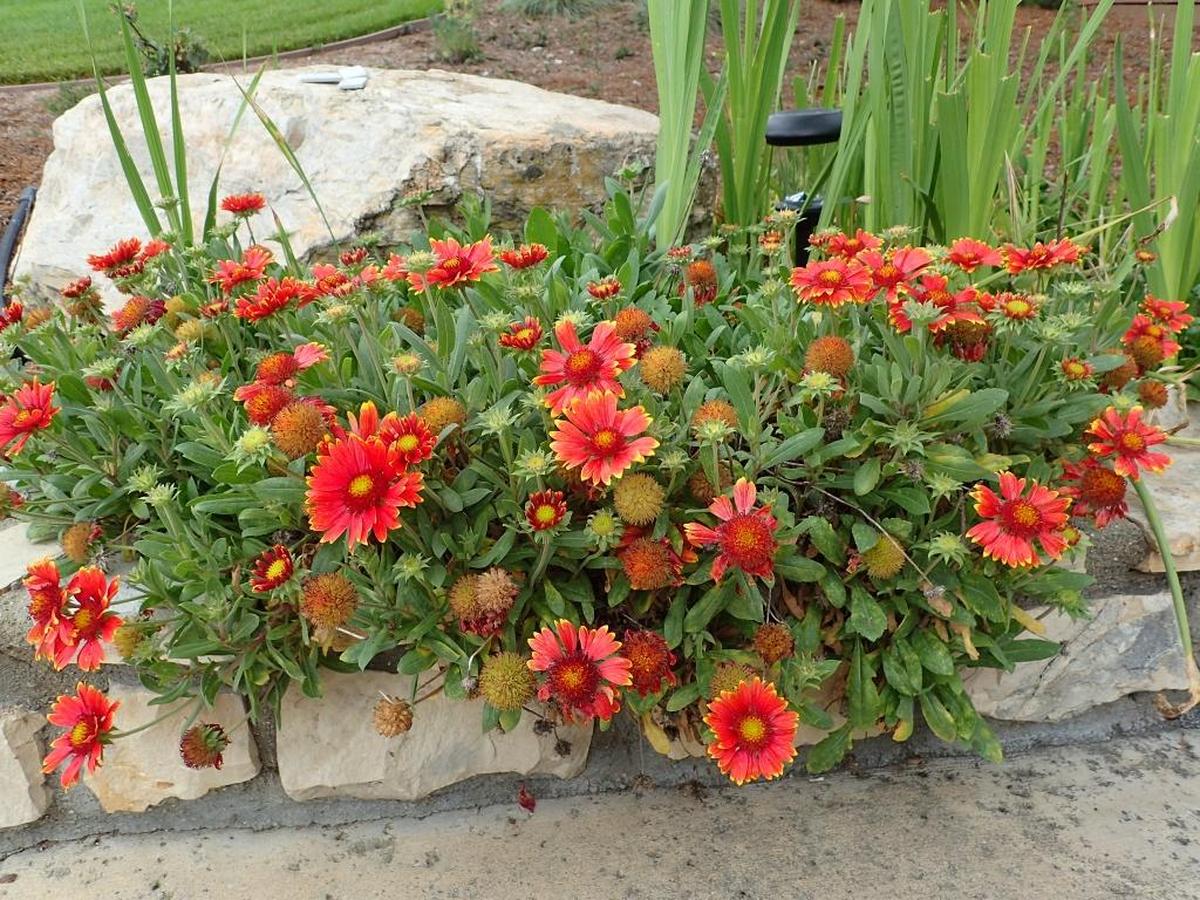 Yellow-tipped red African daisies add a pop of color to the rock-bordered walkway near the pool at the Paso Robles home formerly belonging to Teri DeGross.