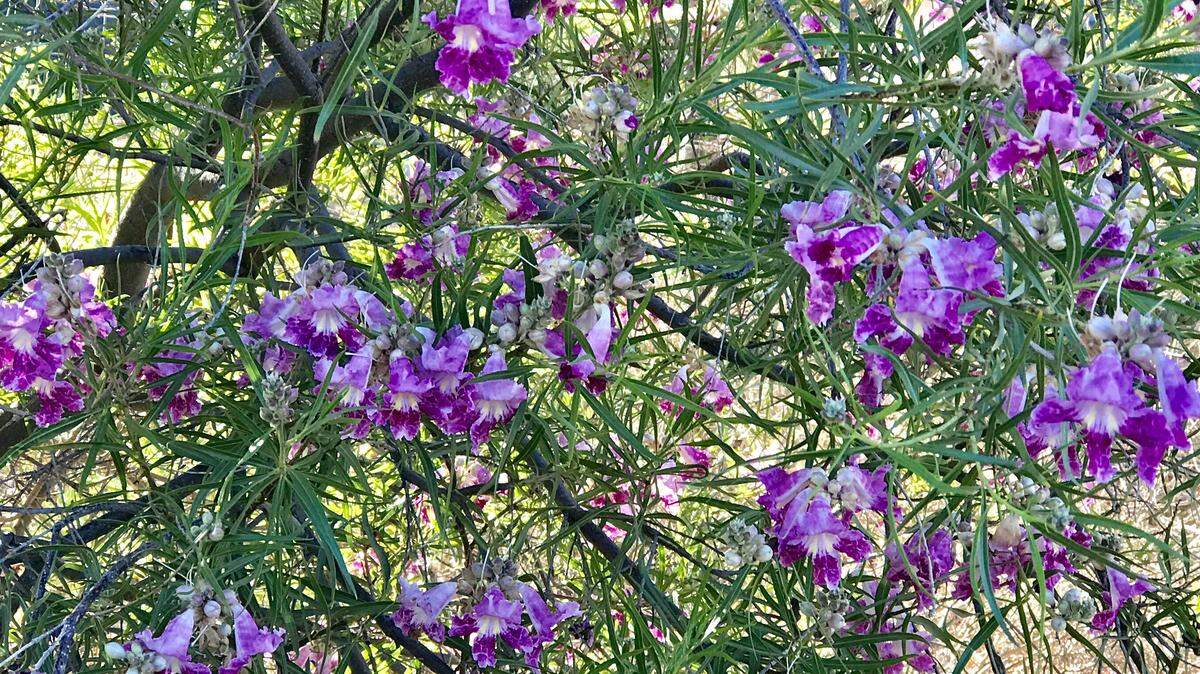 Desert willow has showy, fragrant trumpet-shaped flowers that attract bees and hummingbirds.