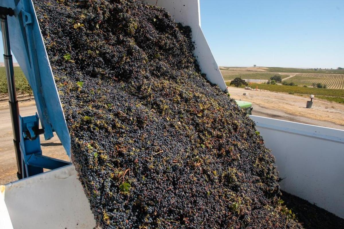 A gondola is emptied into truck at J. Lohr near the Paso Robles Airport during this years Cabernet harvest.