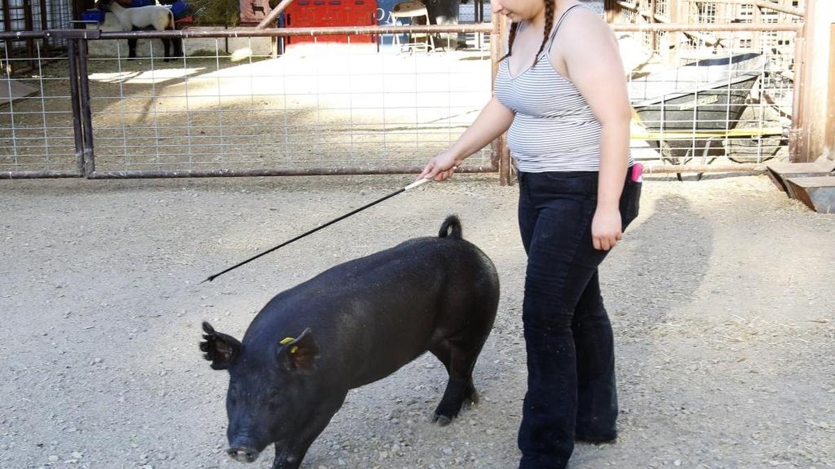 Michelle Rodriguez, an FFA student, caring for her hog at the Shandon High School barn.