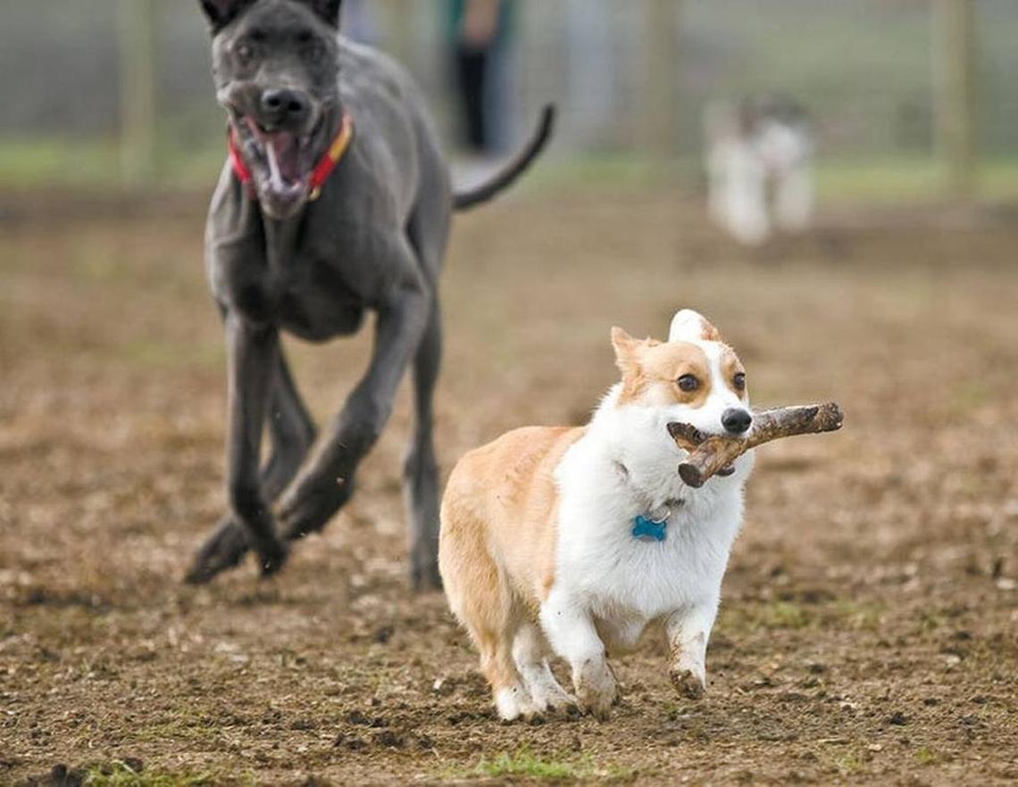 Wally, a Great Dane, tries to get his stick back from Benny, a Welsh corgi, at Vineyard Dog Park in Templeton.