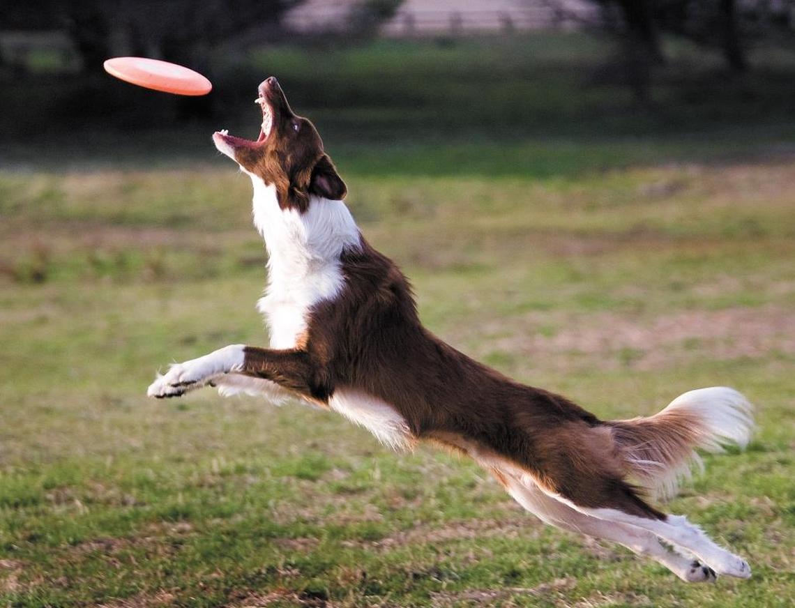 Tucker leaps to grab a Frisbee tossed by his owners, Brandon Roberts and Nicole Enos, at Laguna Lake Dog Park.