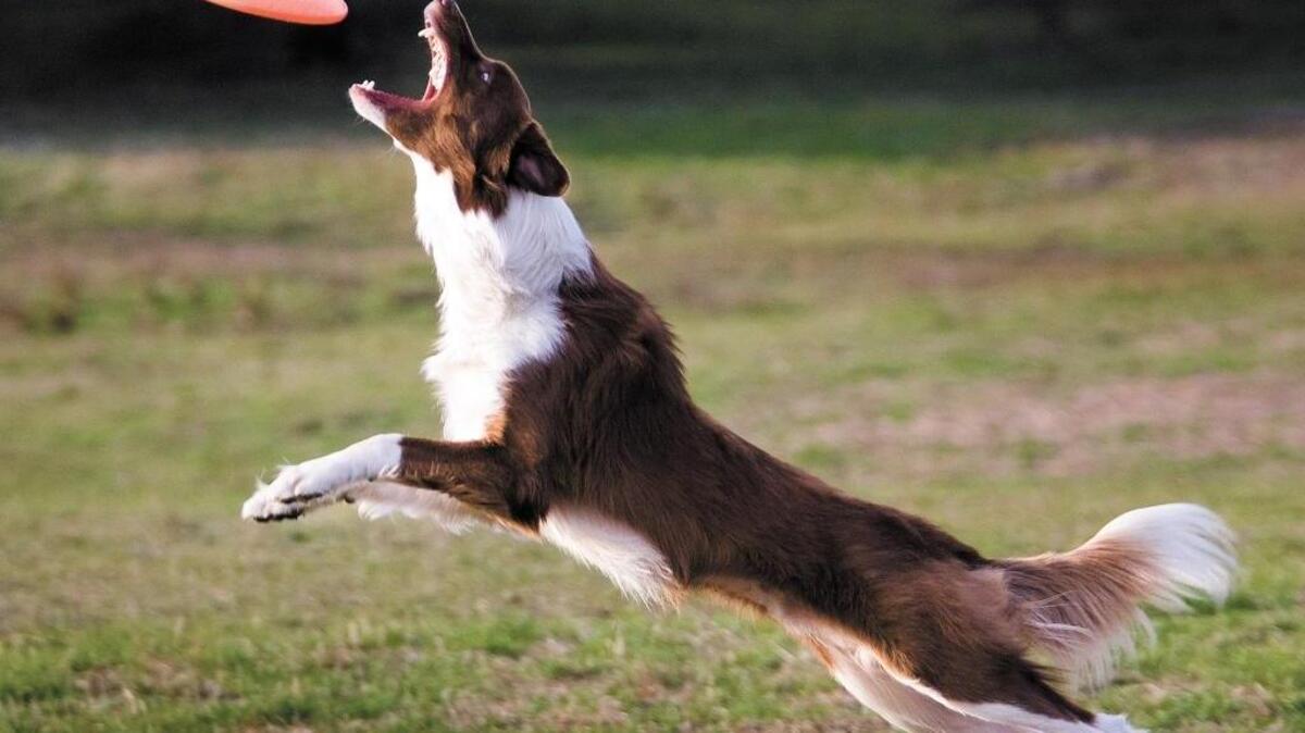 Tucker leaps to grab a Frisbee tossed by his owners, Brandon Roberts and Nicole Enos, at Laguna Lake Dog Park.