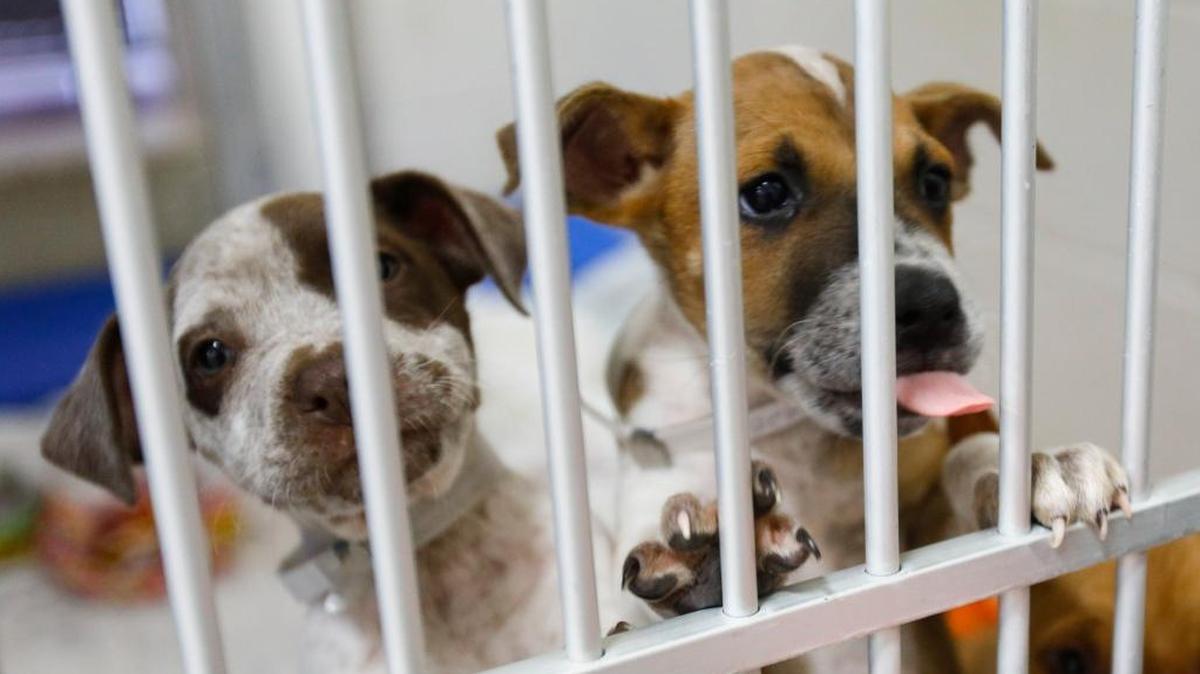 Dogs wait to be adopted at Woods Humane Society. The shelter is waiving adoption fees for its annual Black Friday event.