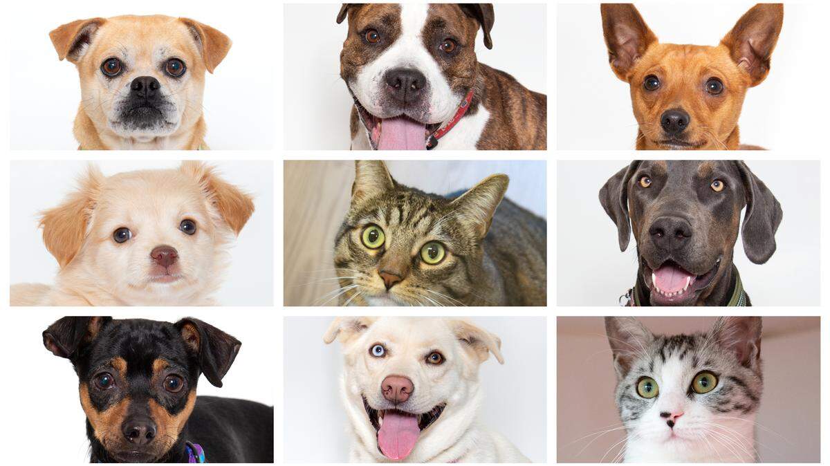 Woods Humane Society in San Luis Obispo and Atascadero will waive adoption fees for cats and dogs Friday through Sunday. Animals available for adoption include, from left to right, top to bottom, meet Romulus, Abigail, Zoom Zoom, Snowball, Demi, Una, Cheeto, Hallie and Odette.