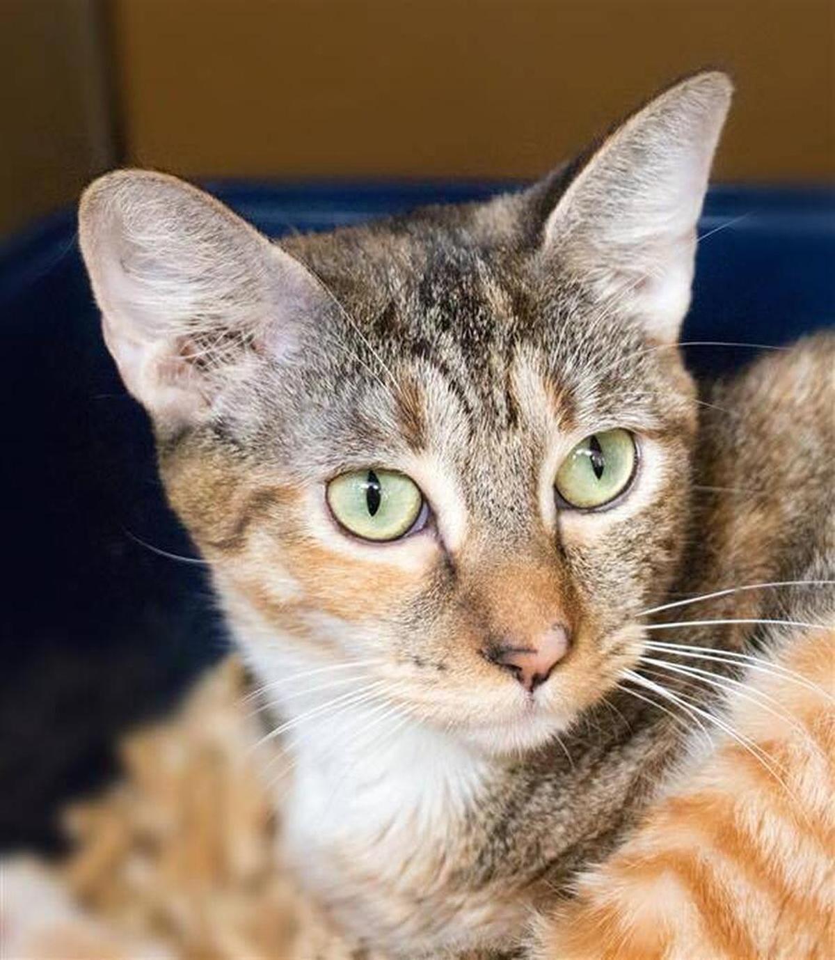 Jet the cat is available for adoption at Woods Humane Society on Sunday.
