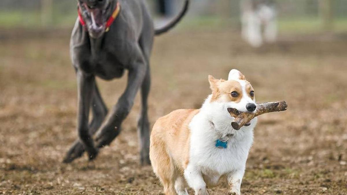 Wally, a Great Dane, tries to get his stick back from Benny, a Welsh corgi, during the grand opening of the Vineyard Dog Park in Templeton in 2009.