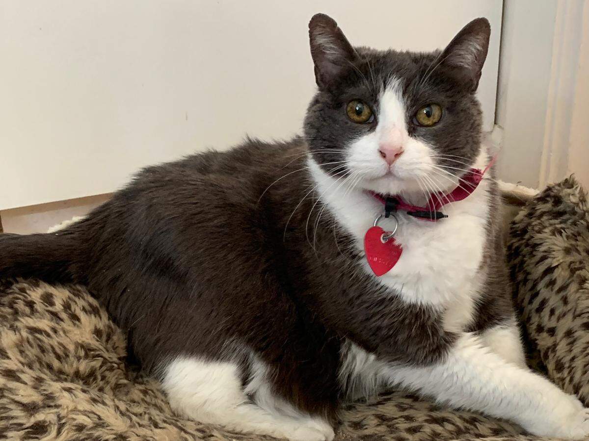 Bandit the adult cat is available for adoption at the Homeless Animal Rescue Team (HART) in Cambria.