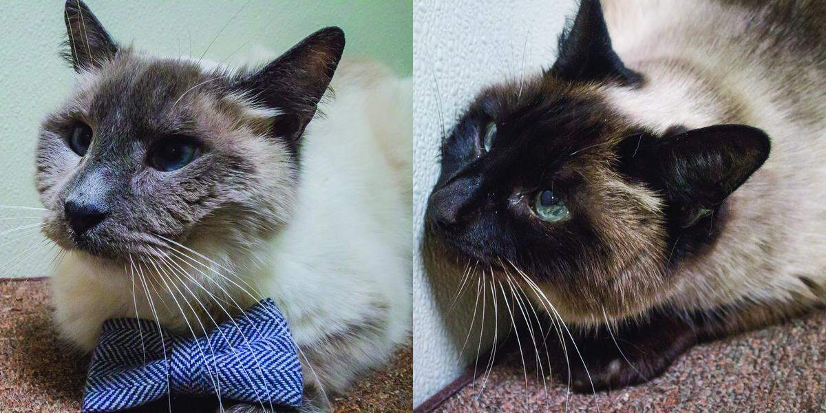 Mickey and Buddy, two adult Siamese cats, are available for adoption at the Homeless Animal Rescue Team in Cambria.